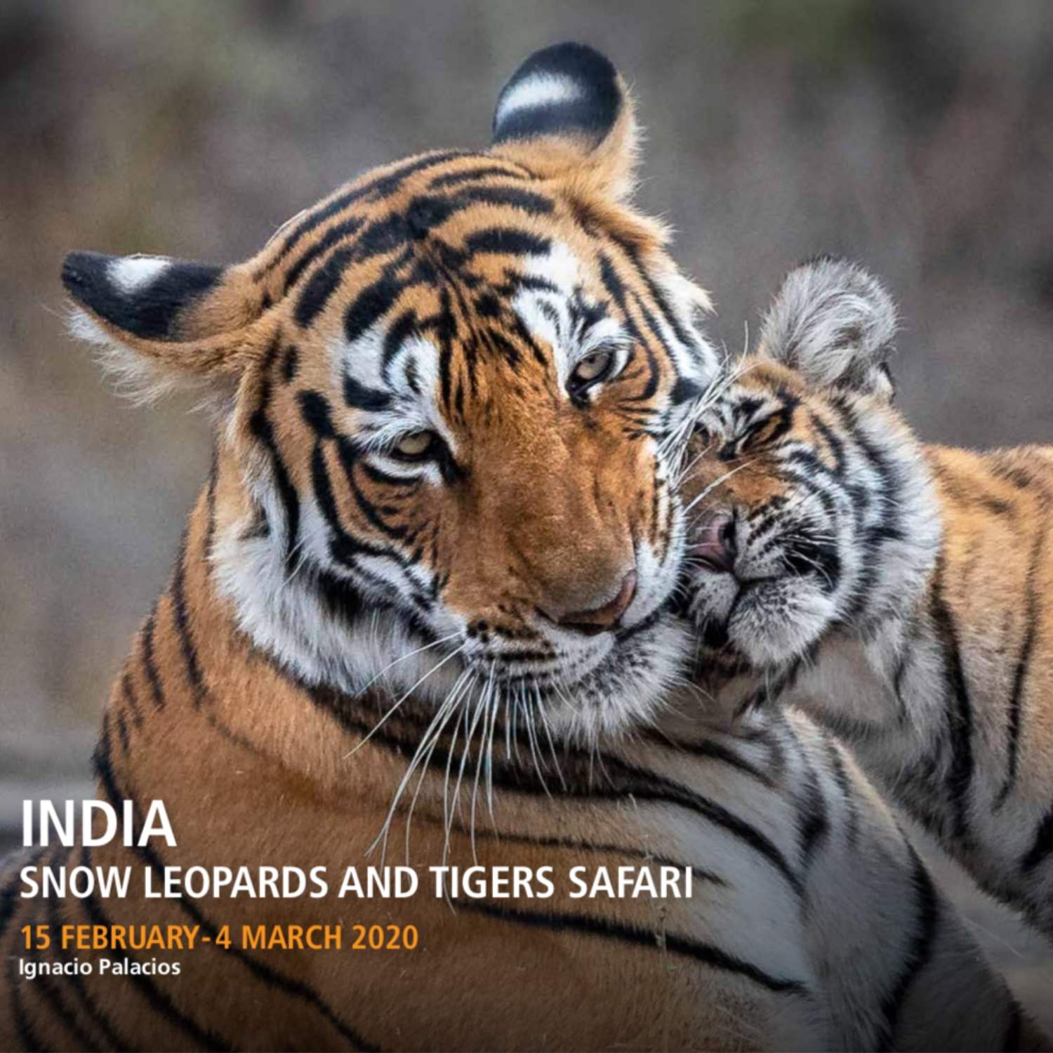India Photography Tour 2020 featuring Snow Leopards and Bengal Tigers