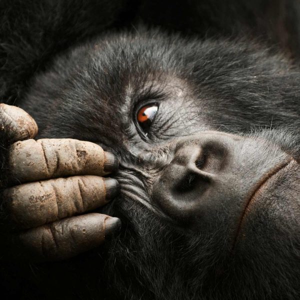 Square Gorilla photographed in Rwanda by award-winning photographer Ignacio Palacios