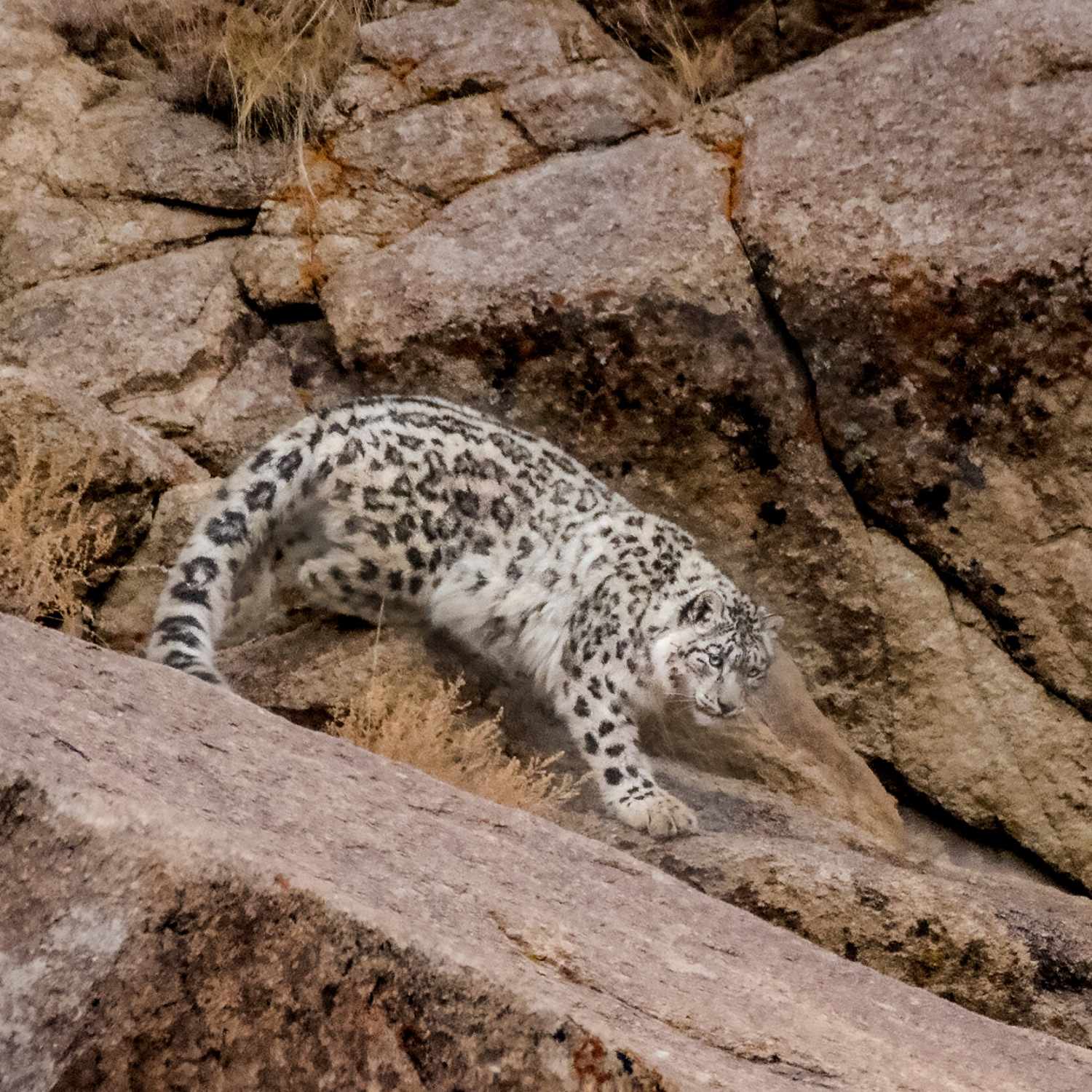Photograph the Snow Leopard on a photography tour with Ignacio Palacios