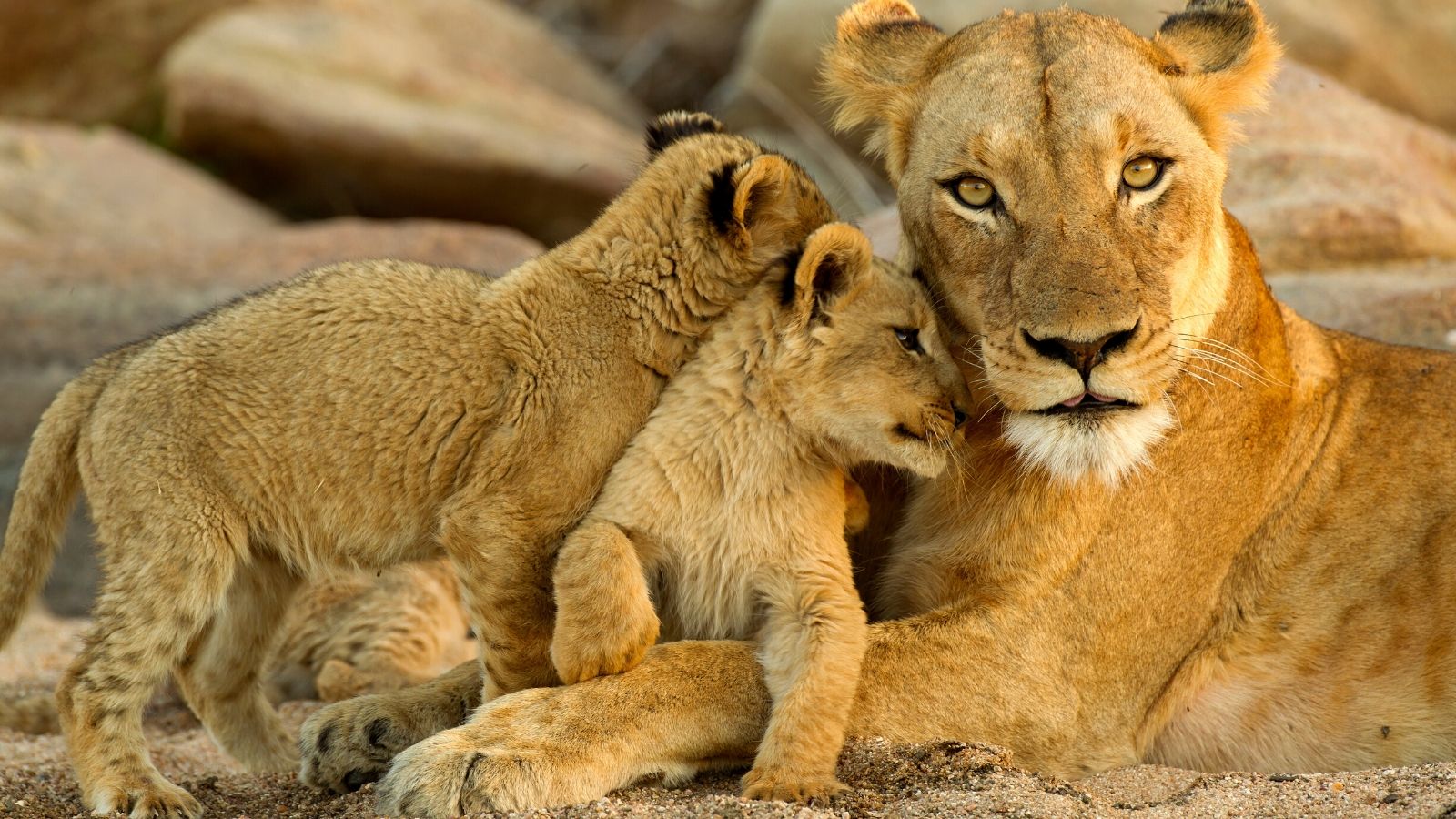 Wildlife Photograph of Lioness and Cubs join Ignacio Palacios on luxury photography tour to Botswana