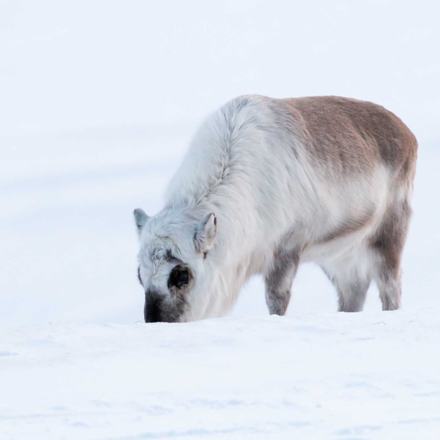 Square Artic Reindeer Svalbard Photography Tour with award-winning photographer Ignacio Palacios and Ken Duncan