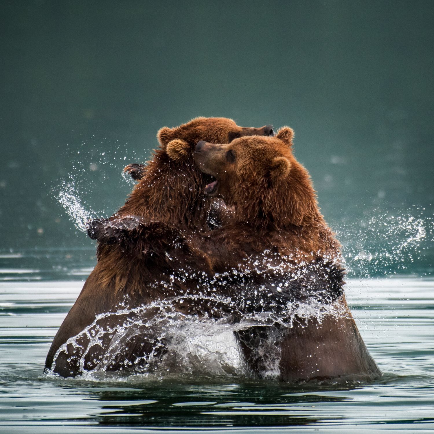 Brown Bears in Battle this wildlife photograph was taken by professional travel photographer Ignacio Palacios