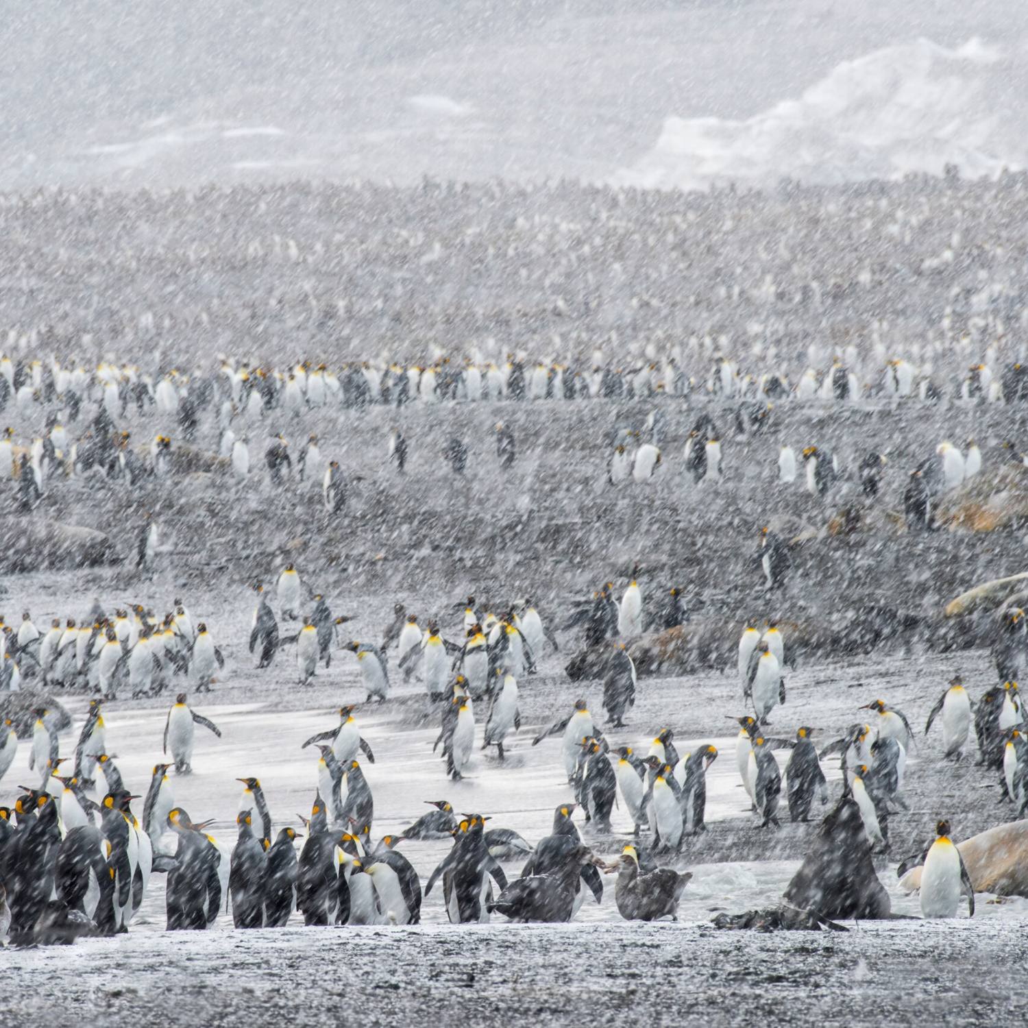 Wildlife Image of Penguins in South Georgia Antarctica taken by award-winning photographer Ignacio Palacios