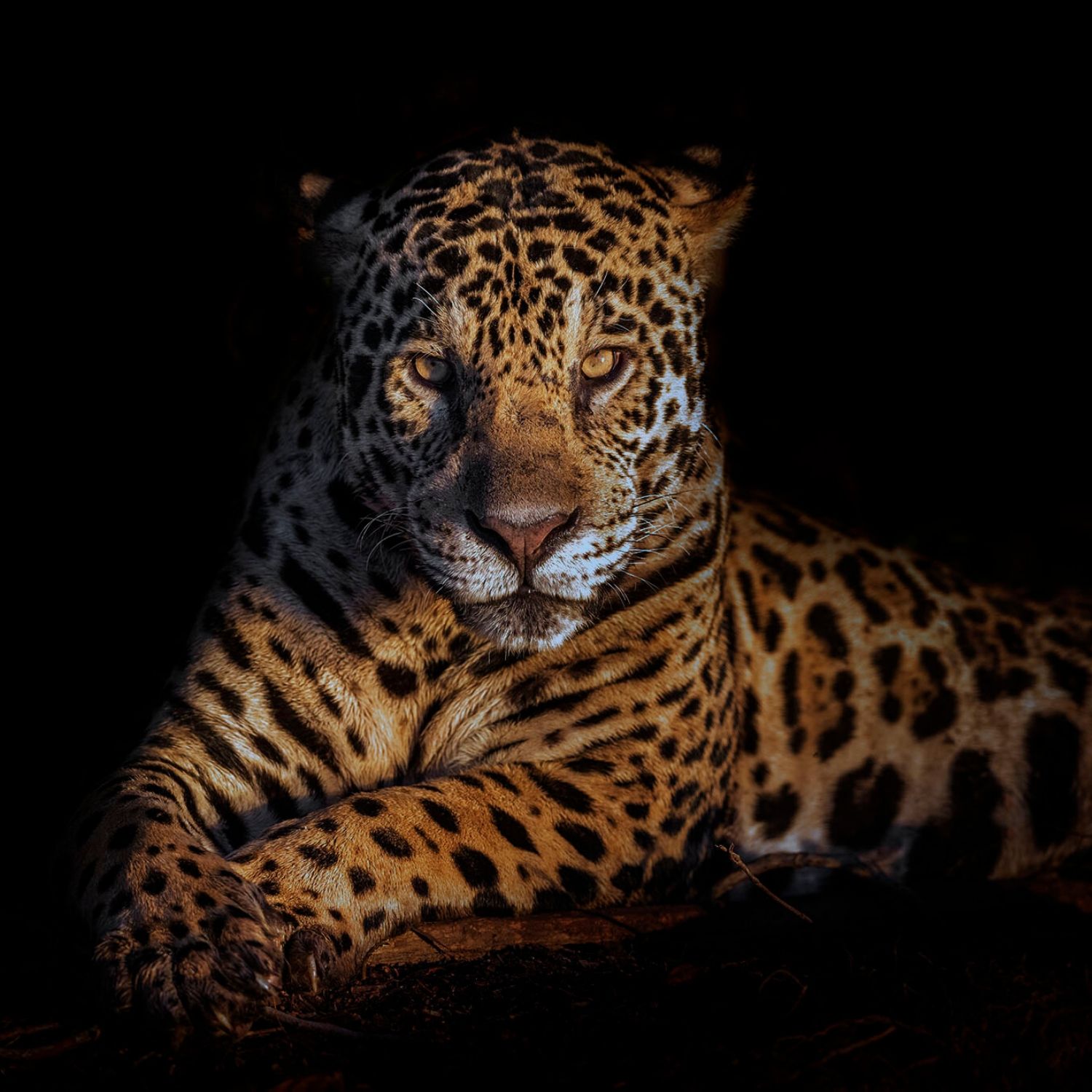 Wild jaguar of Brazil this wildlife photograph was capture by Ignacio Palacios while hosting a photography tour in Brazil