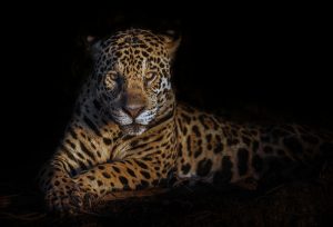 Fine Art Wildlife Print Jacquar of Brazil photographed by award-winning photographer Ignacio Palacios