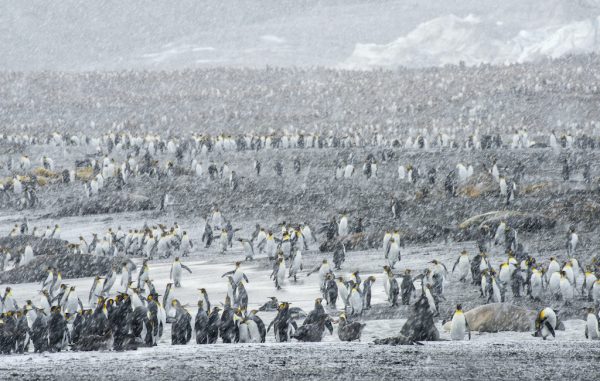 Fine Art Print Wildlife Photograph Penguins & Petrels of South Georgia Antarctica